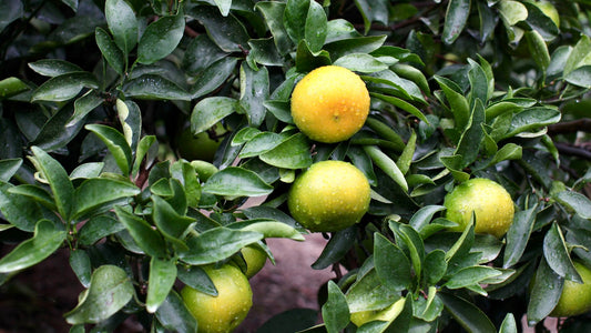 “Only here for two weeks!”