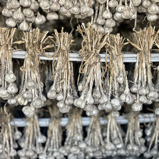 The Harvest Begins:Overwintered Organic Garlic