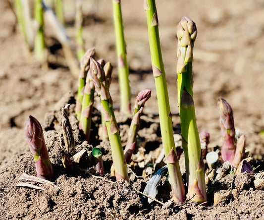 Green asparagus from farm Sakamoto