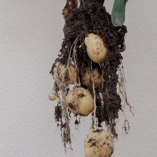 HOKKAIDO JAS-certified Organic potatoes & onions set