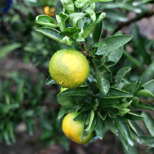 WASE MIKAN (Early-Harvest Mandarin Oranges)