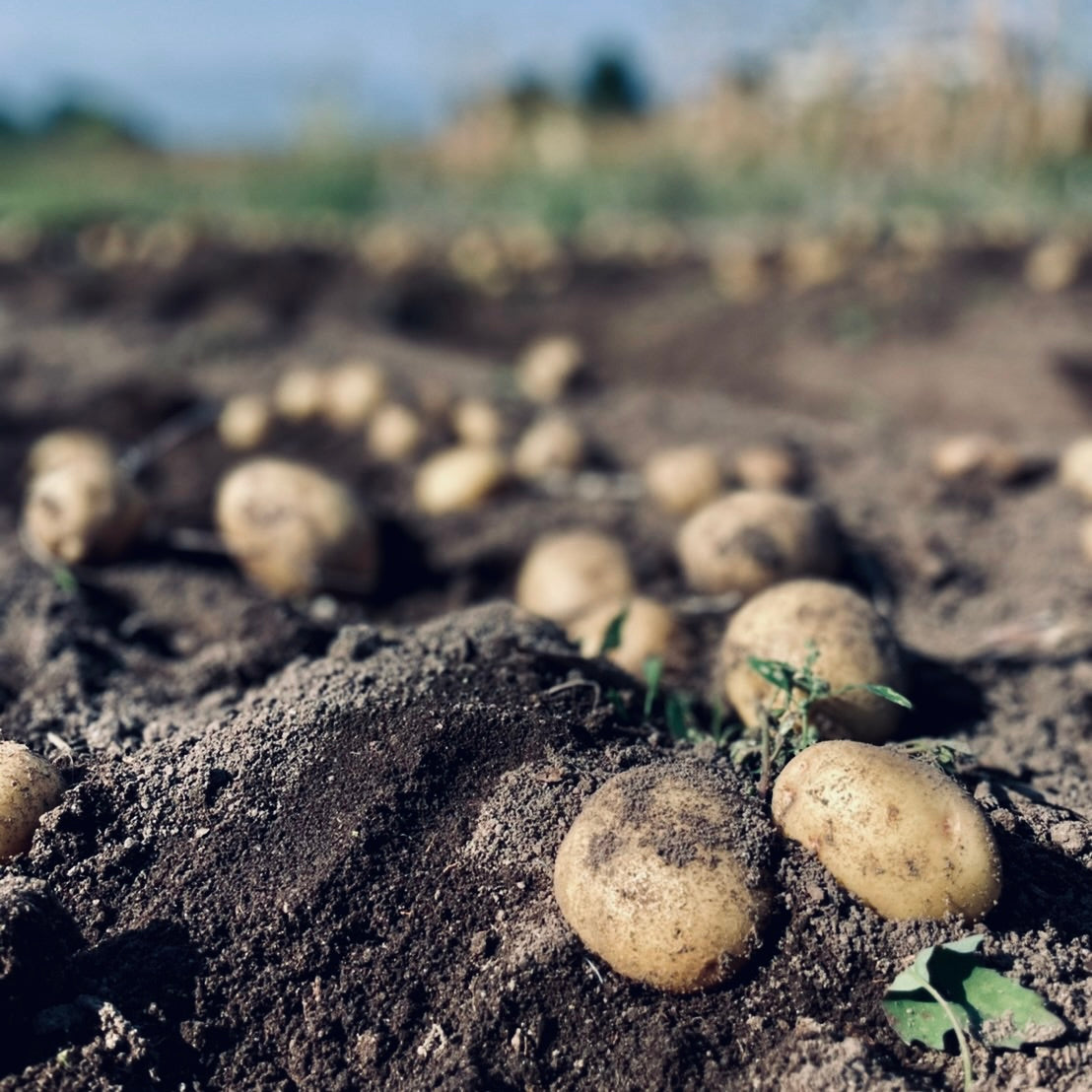 Hokkaido Potatoes and Panpkin set