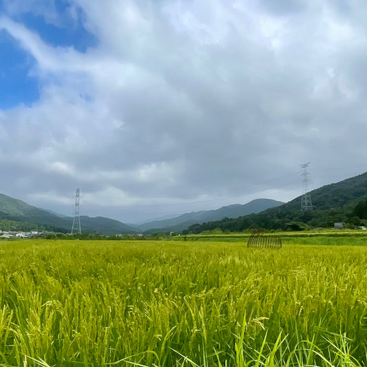 "Maruko mai " Koshihikari(Brown rice)