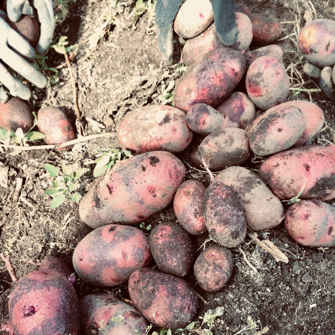 Hokkaido Potatoes and Panpkin set
