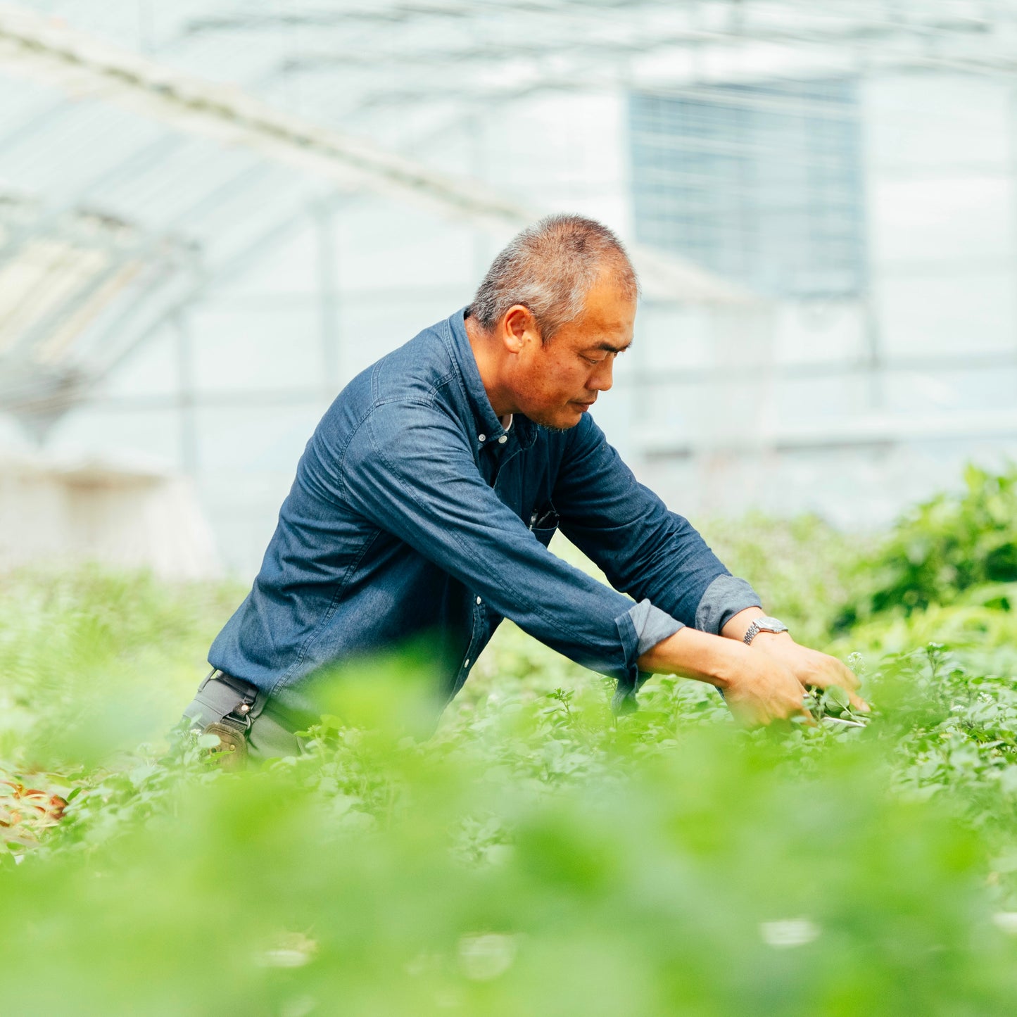 Seasonal  Fresh Herbs Set