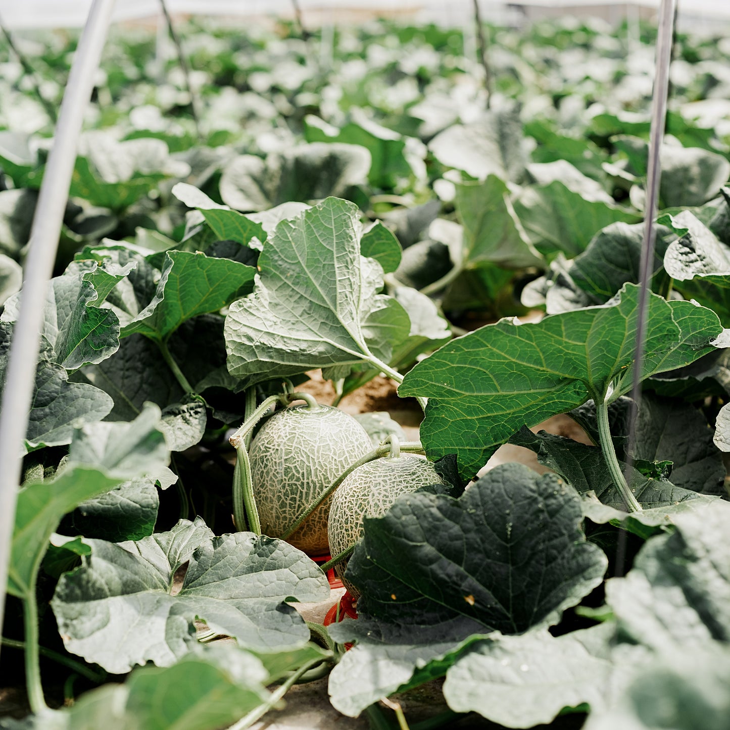 Furano Melon 2.0kg(incl Shipping)
