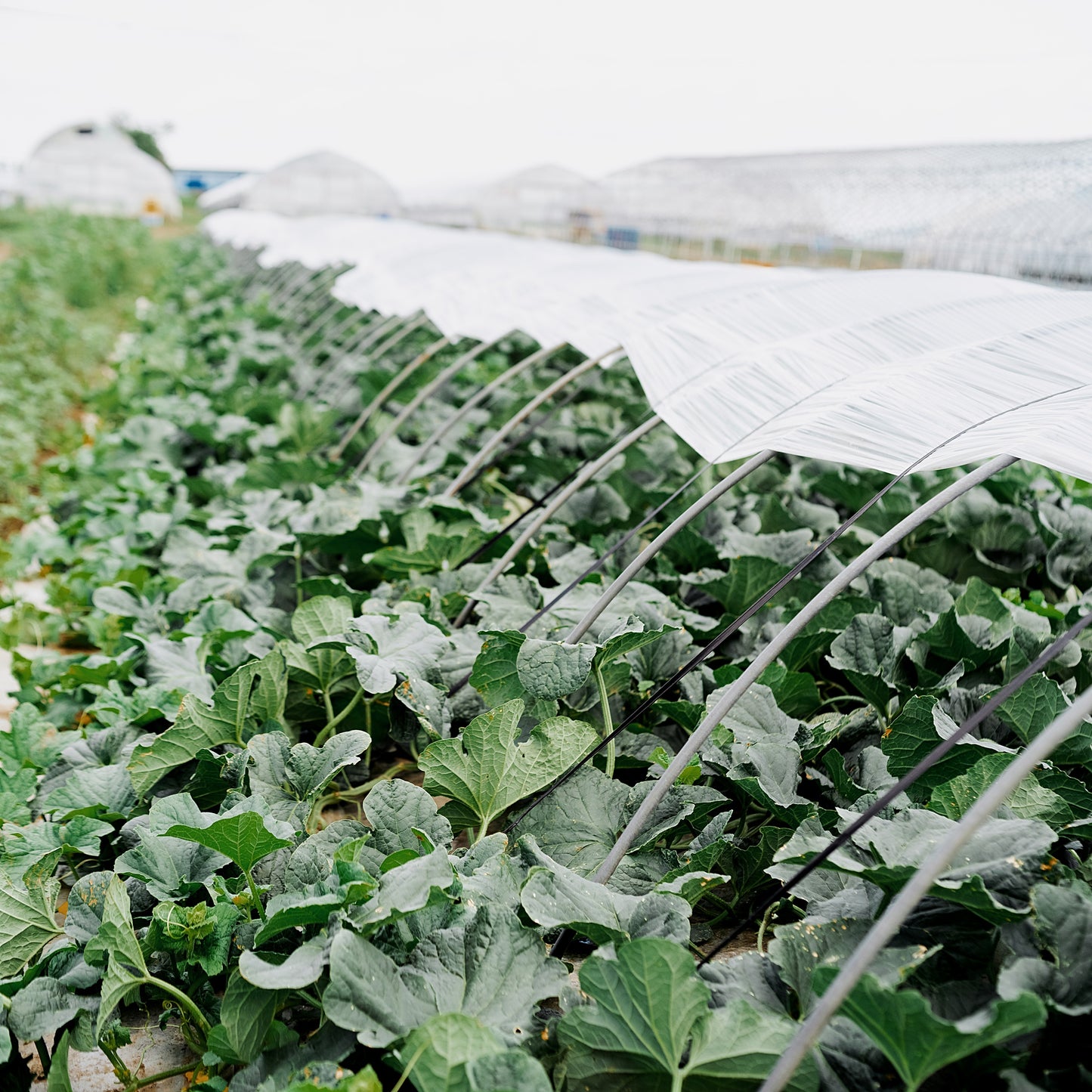 Furano Melon 2.0kg(incl Shipping)