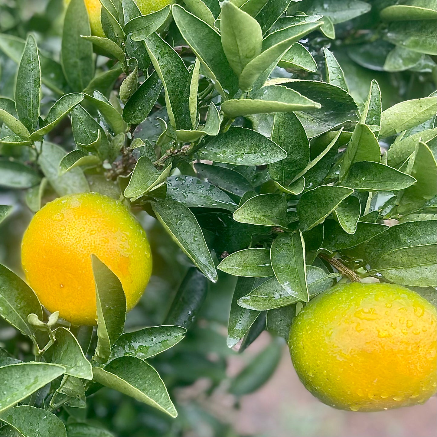 WASE MIKAN (Early-Harvest Mandarin Oranges)