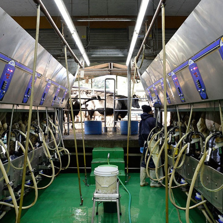 Aged Cheese "Nasuno"