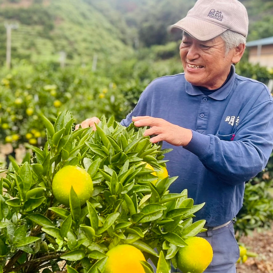 WASE MIKAN (Early-Harvest Mandarin Oranges)