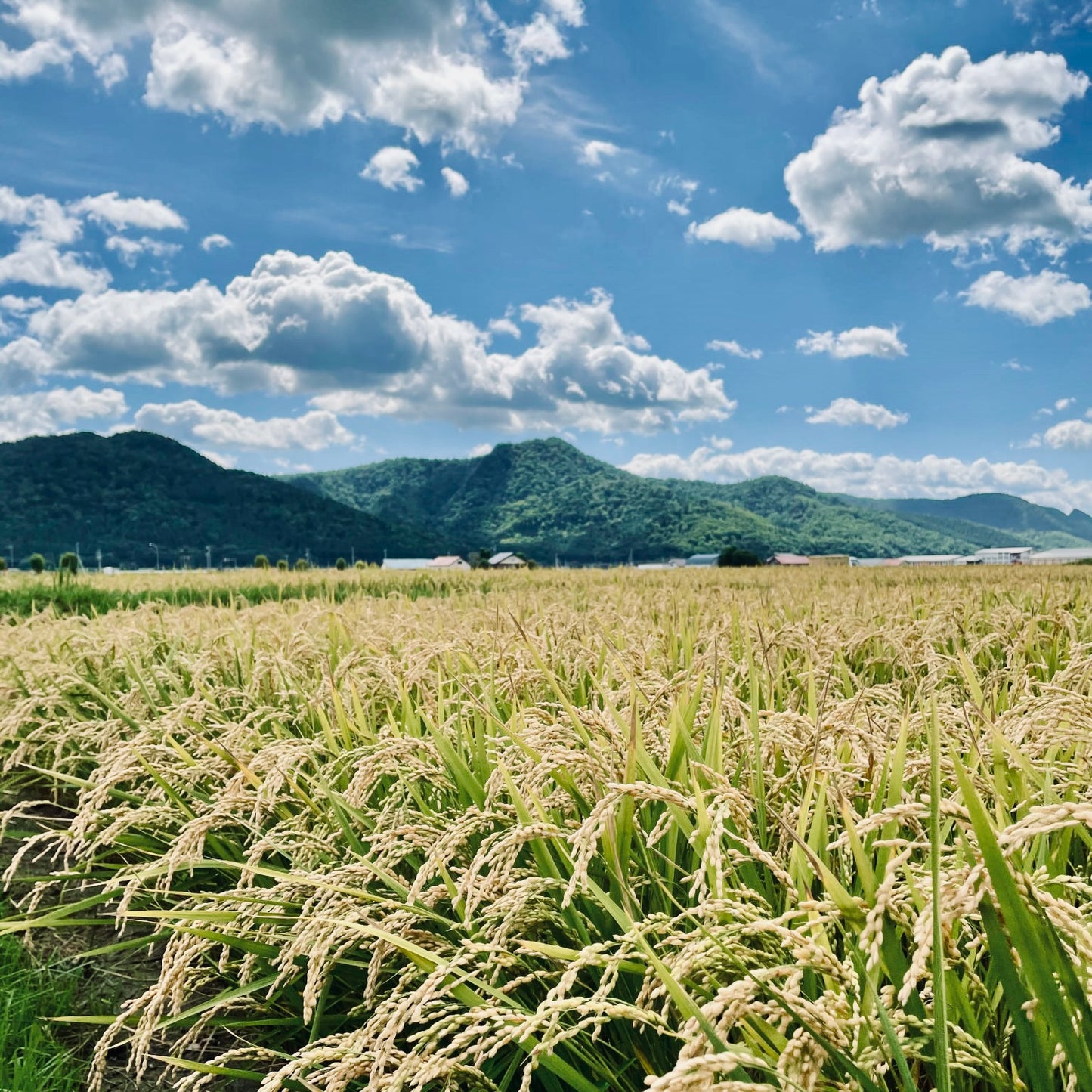 Rice Flour made by Rice Farm in Furano (Incl shipping)