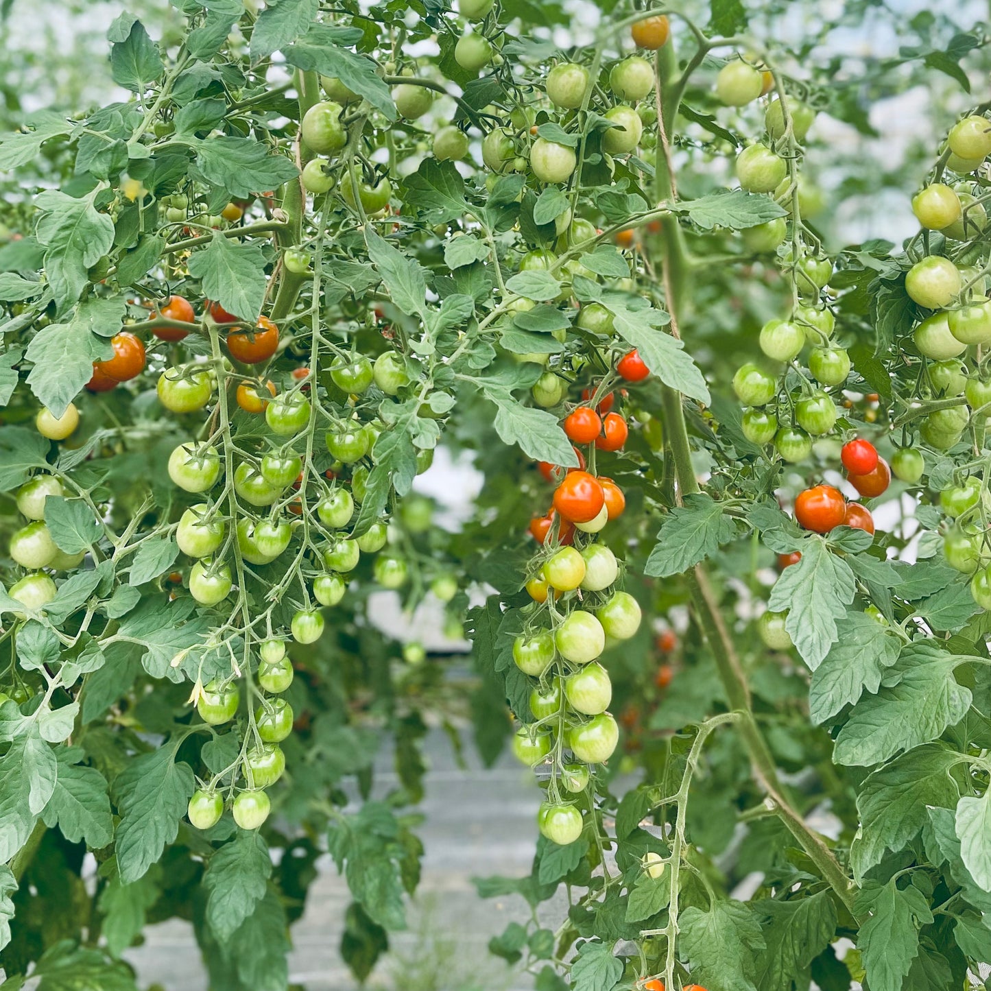100% Pure Tomato Juice made from 100 Mini Tomatoes