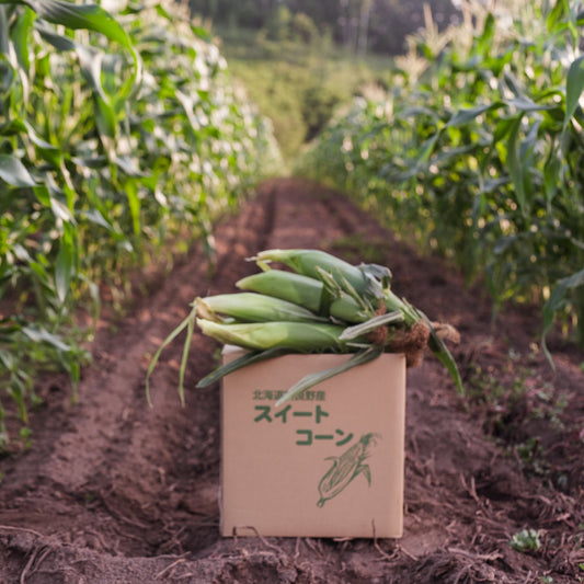 Sweet Corn from Sakamoto farm 2023
