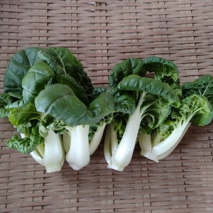 Seasonal Asian Vegetable Set