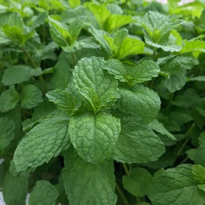 Seasonal  Fresh Herbs Set