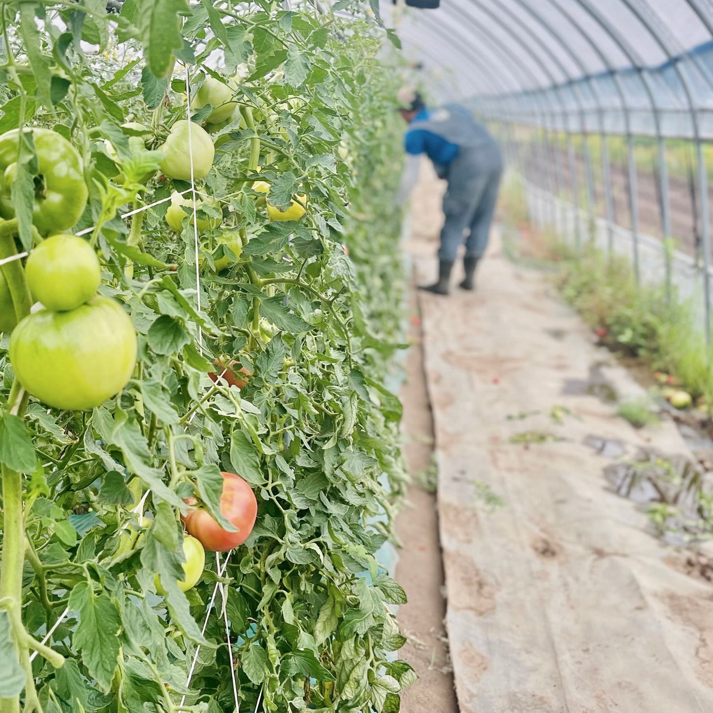 Cherry Tomatoes Organic JAS - Certified