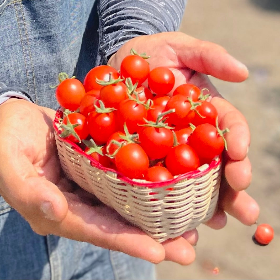Cherry Tomatoes Organic JAS - Certified
