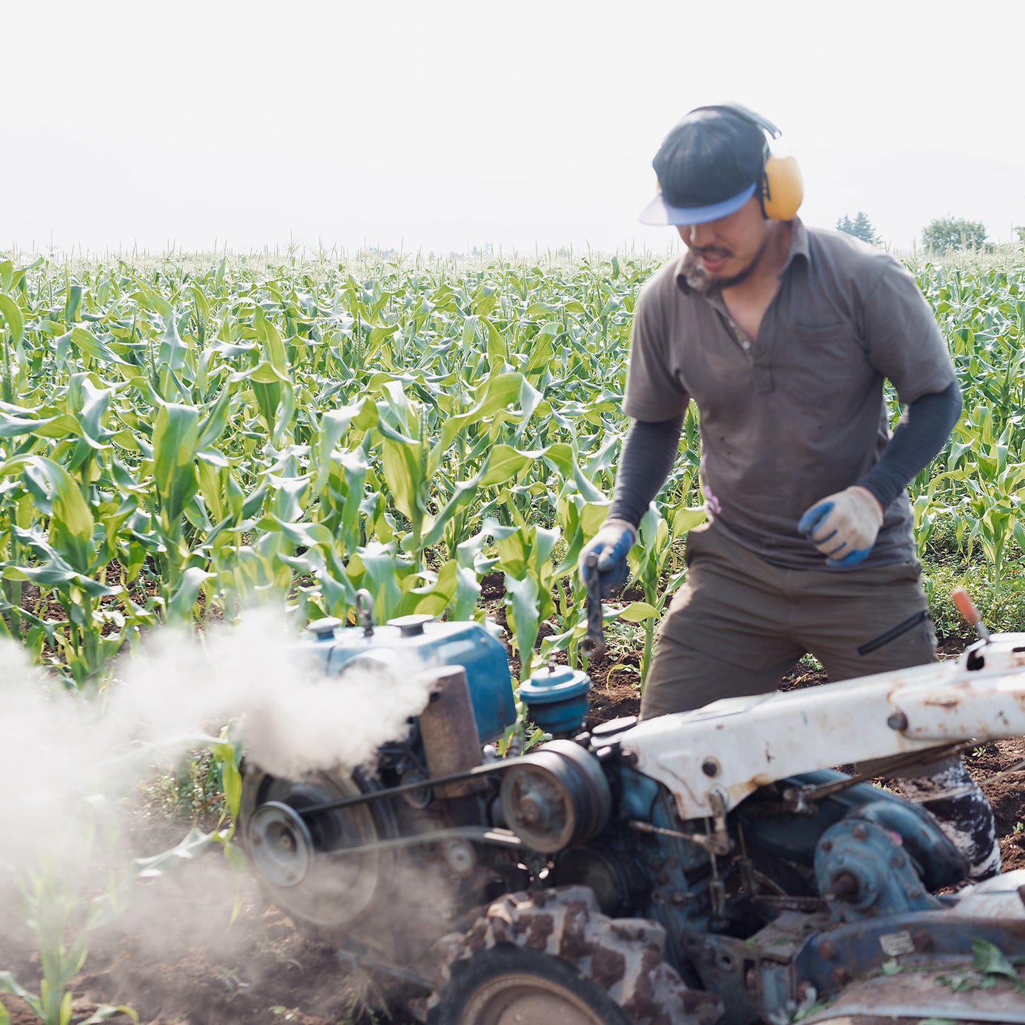 Cherry Tomatoes Organic JAS - Certified