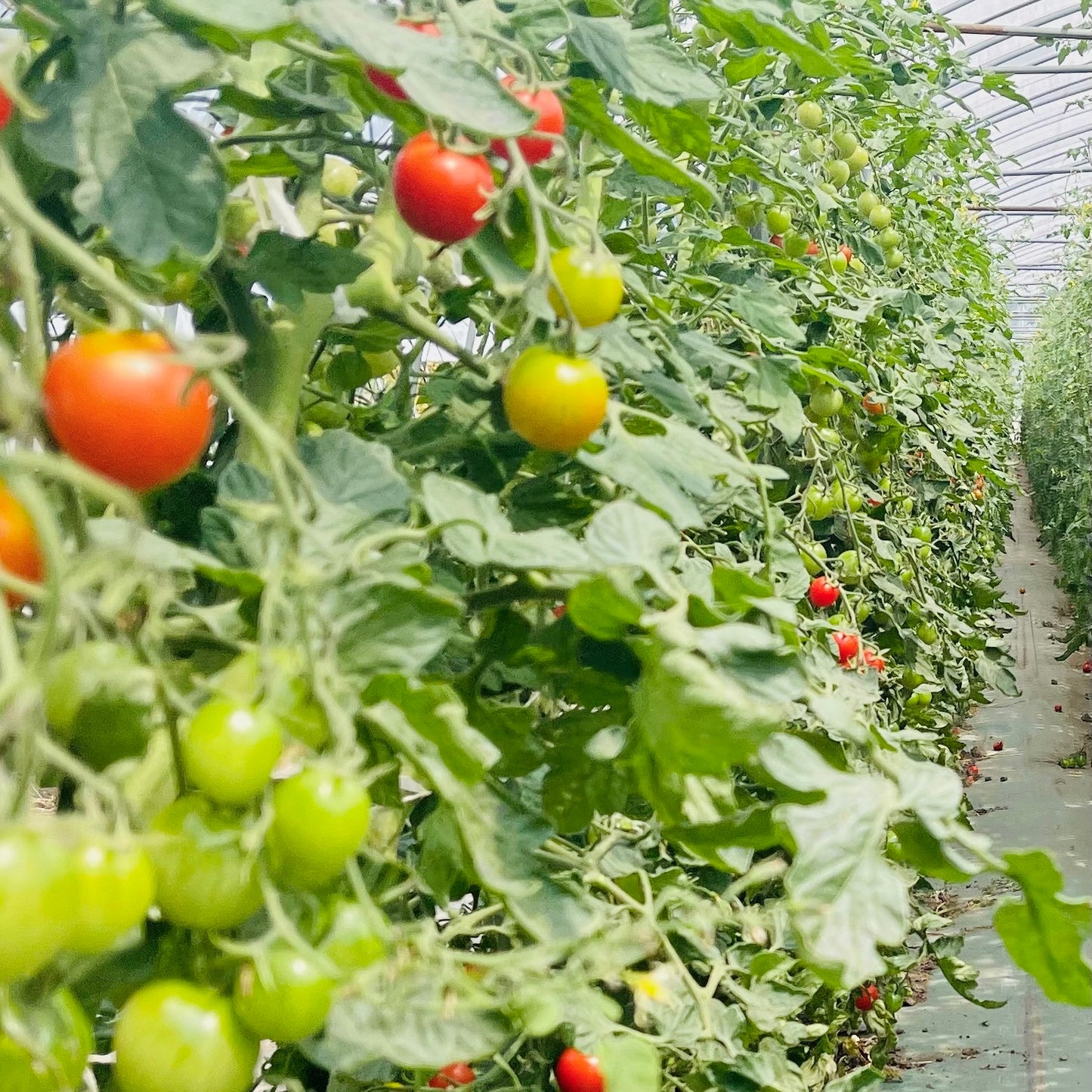 Cherry Tomatoes Organic JAS - Certified