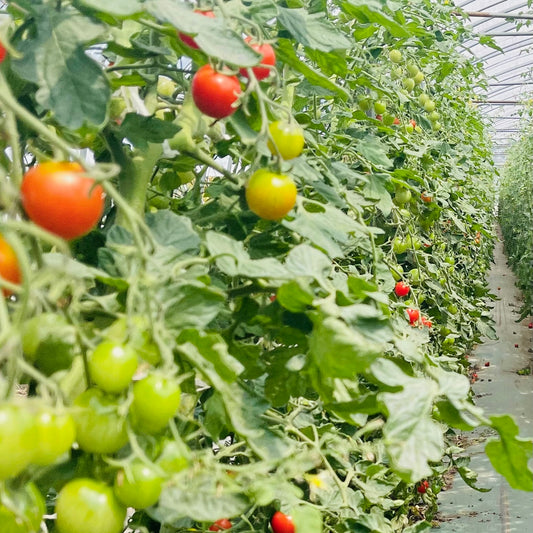 Cherry Tomatoes Organic JAS - Certified