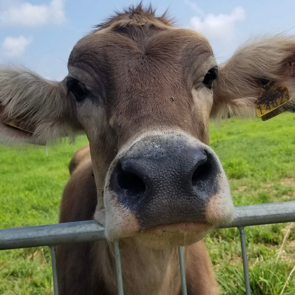 Kotaki - Tome fraiche