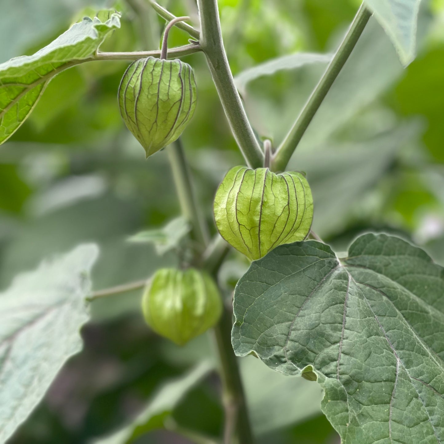 Organic Golden Berries | Nakafurano Sakamoto Farm JAS Organic - Limited to 5 Boxes Only