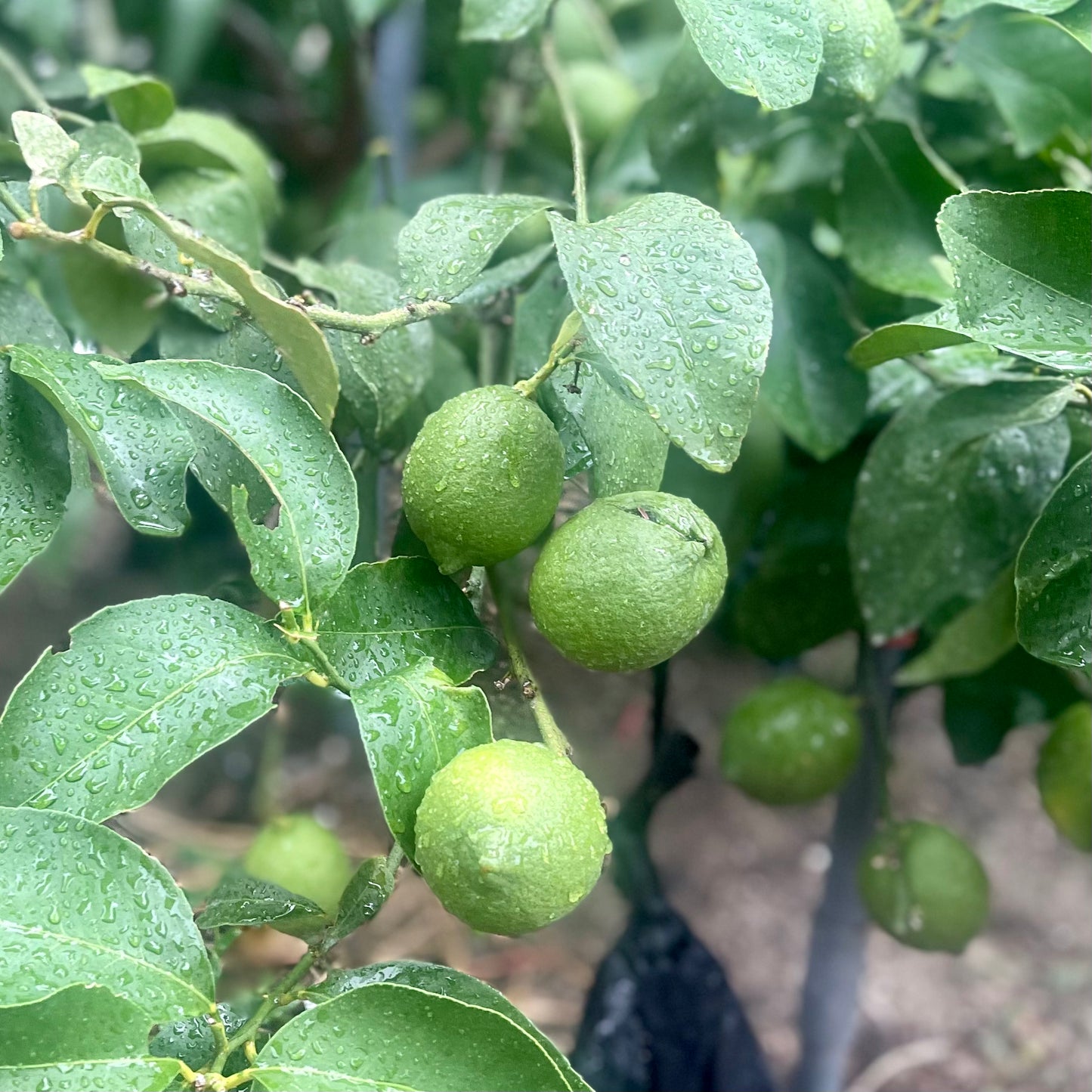 Seasonal citrus jewel box