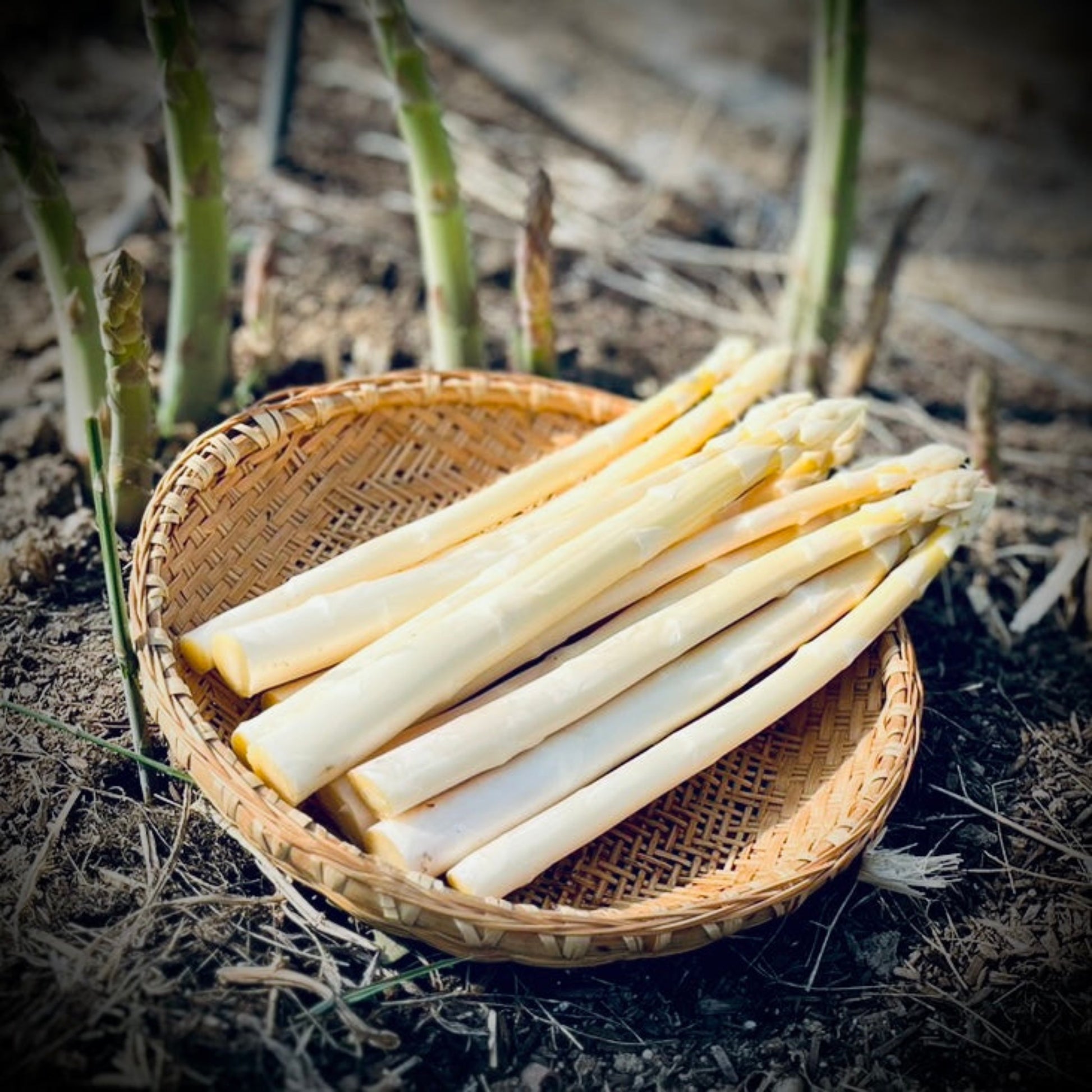 Farm Kasai White Asparagus 500g