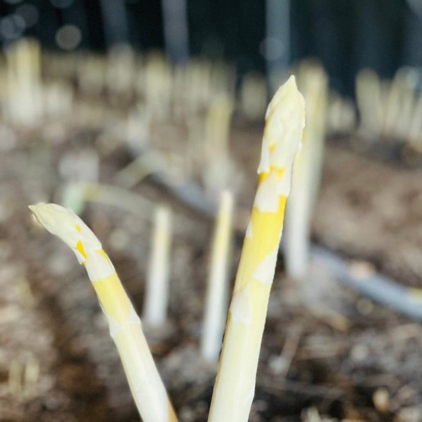 White asparagus from farm Kasai