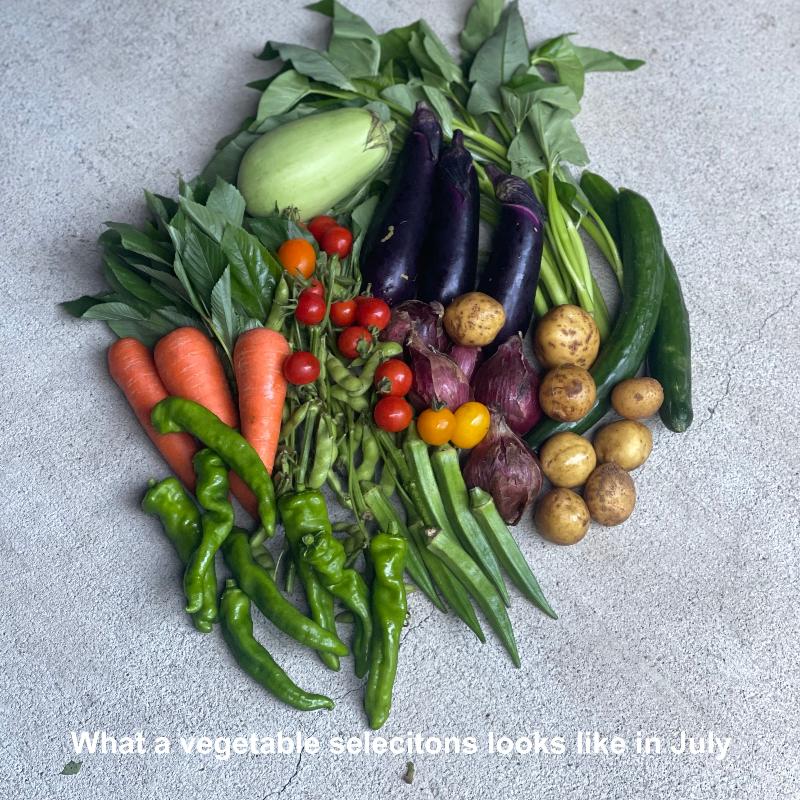 July vegetables set
