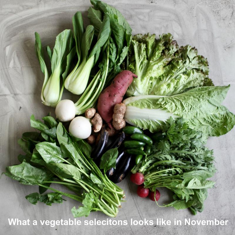 November vegetables set