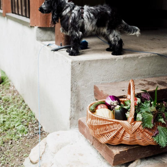 Seasonal Organic Vegetables Medium Box (Perfect for Family of 4-5)