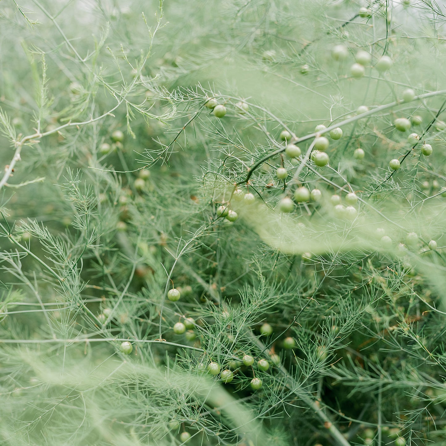 Green Asparagus size 2L(Incl shipping fee)