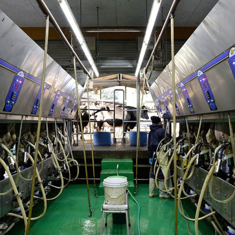 Fresh Cheese Party Set