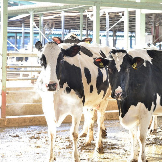 White Mold Cheese   "Ohinata"