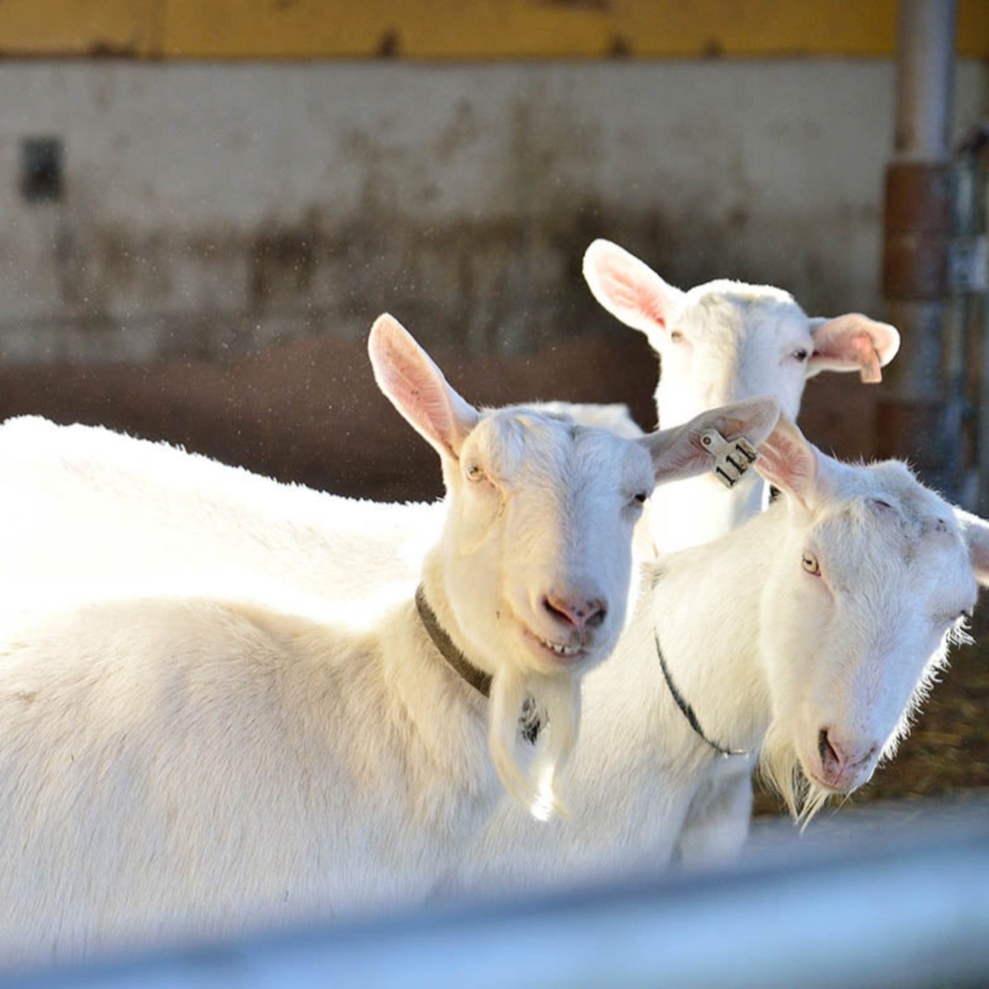 Matured Goat Cheese ”Chausudake”