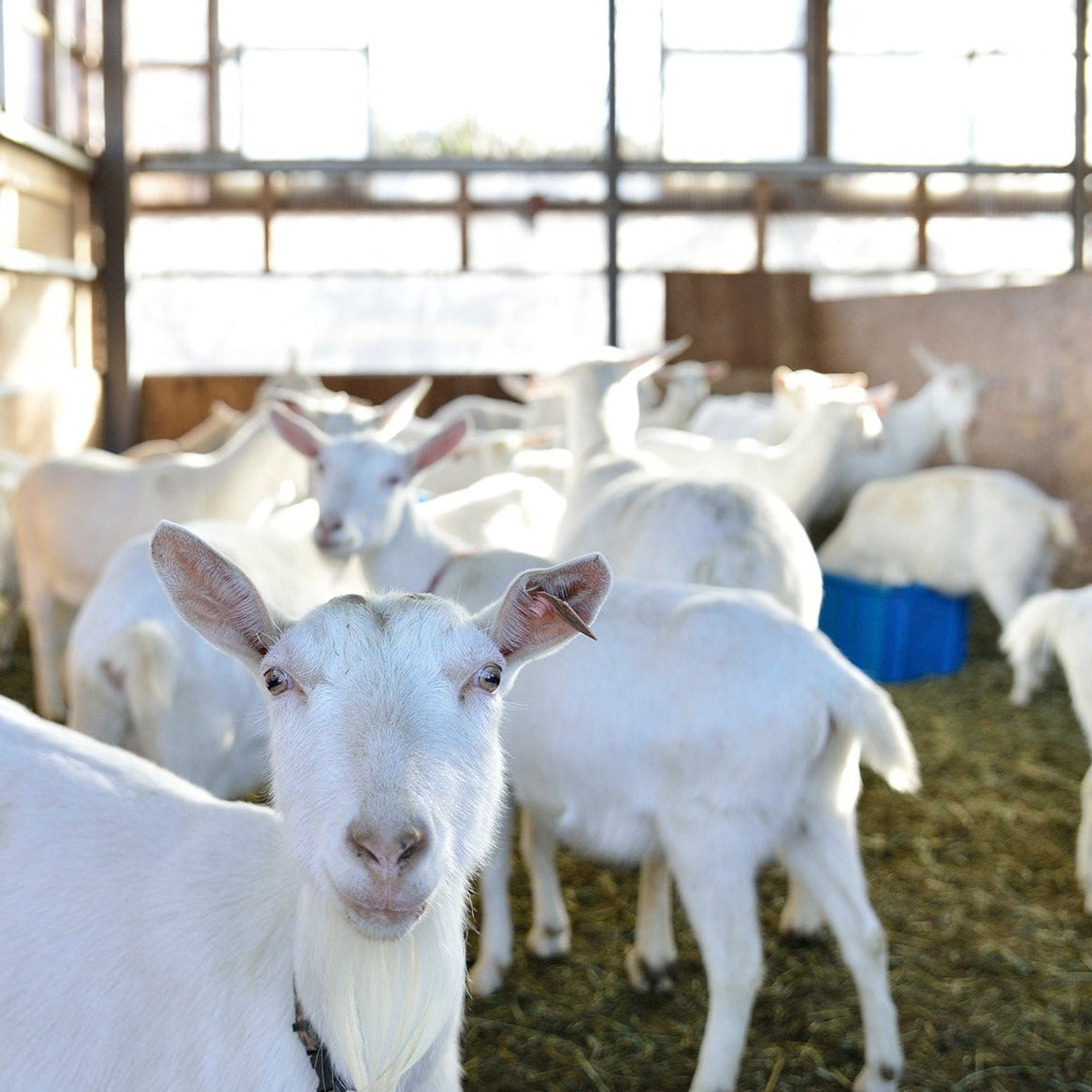 Fresh Cheese Party Set