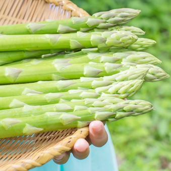 Green Asparagus  size L(incl shipping fee)