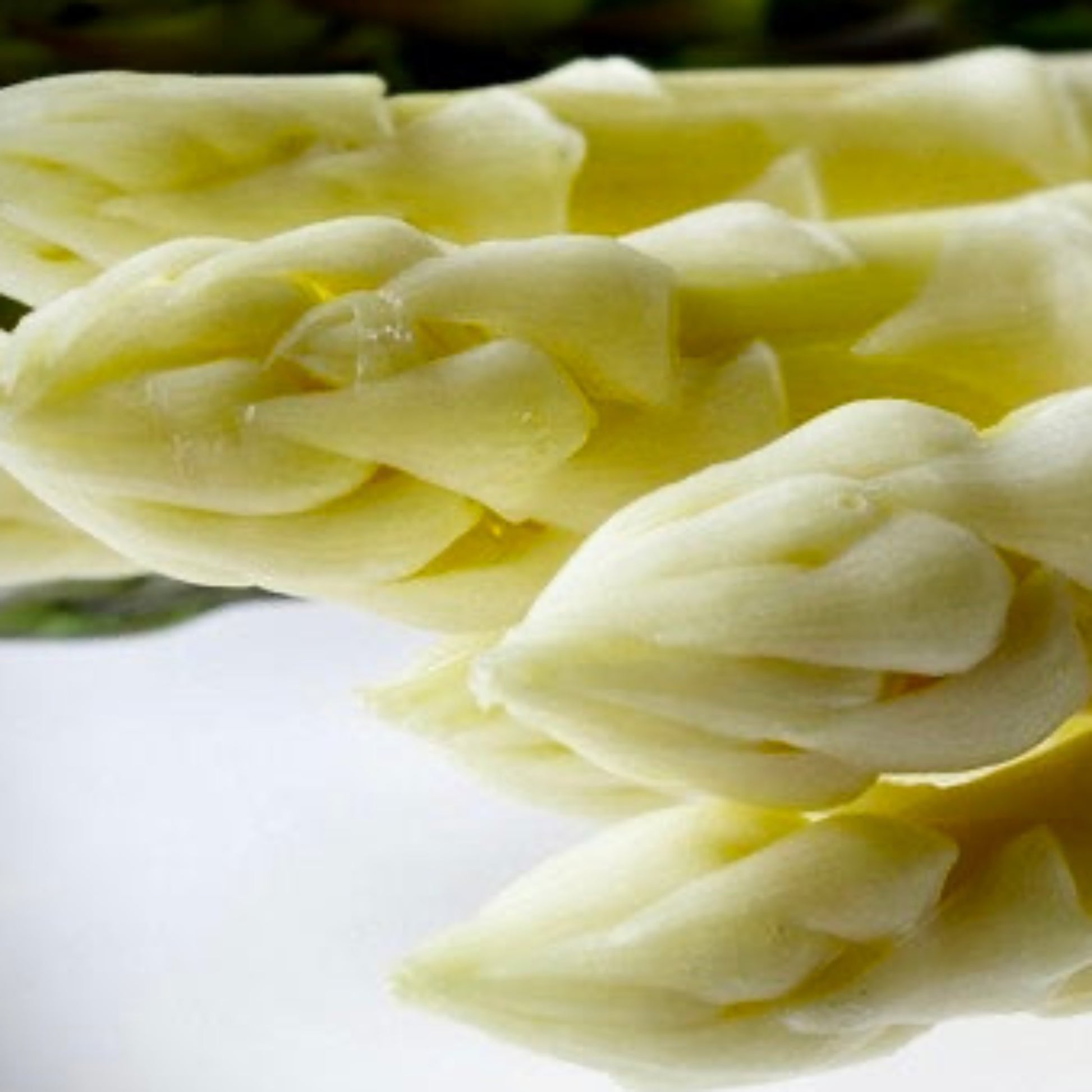 White Asparagus from farm Kasai