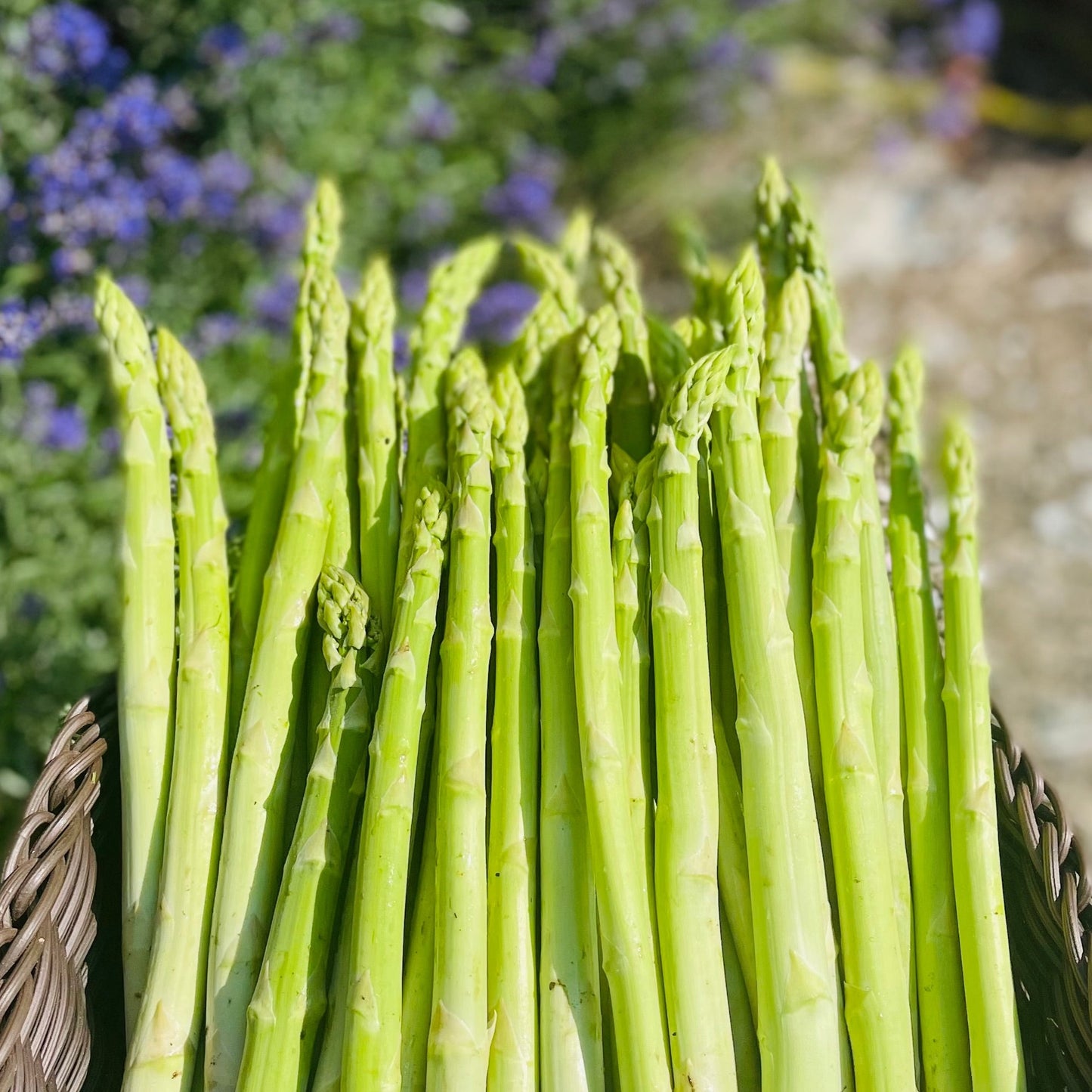 Green Asparagus  size L(incl shipping fee)