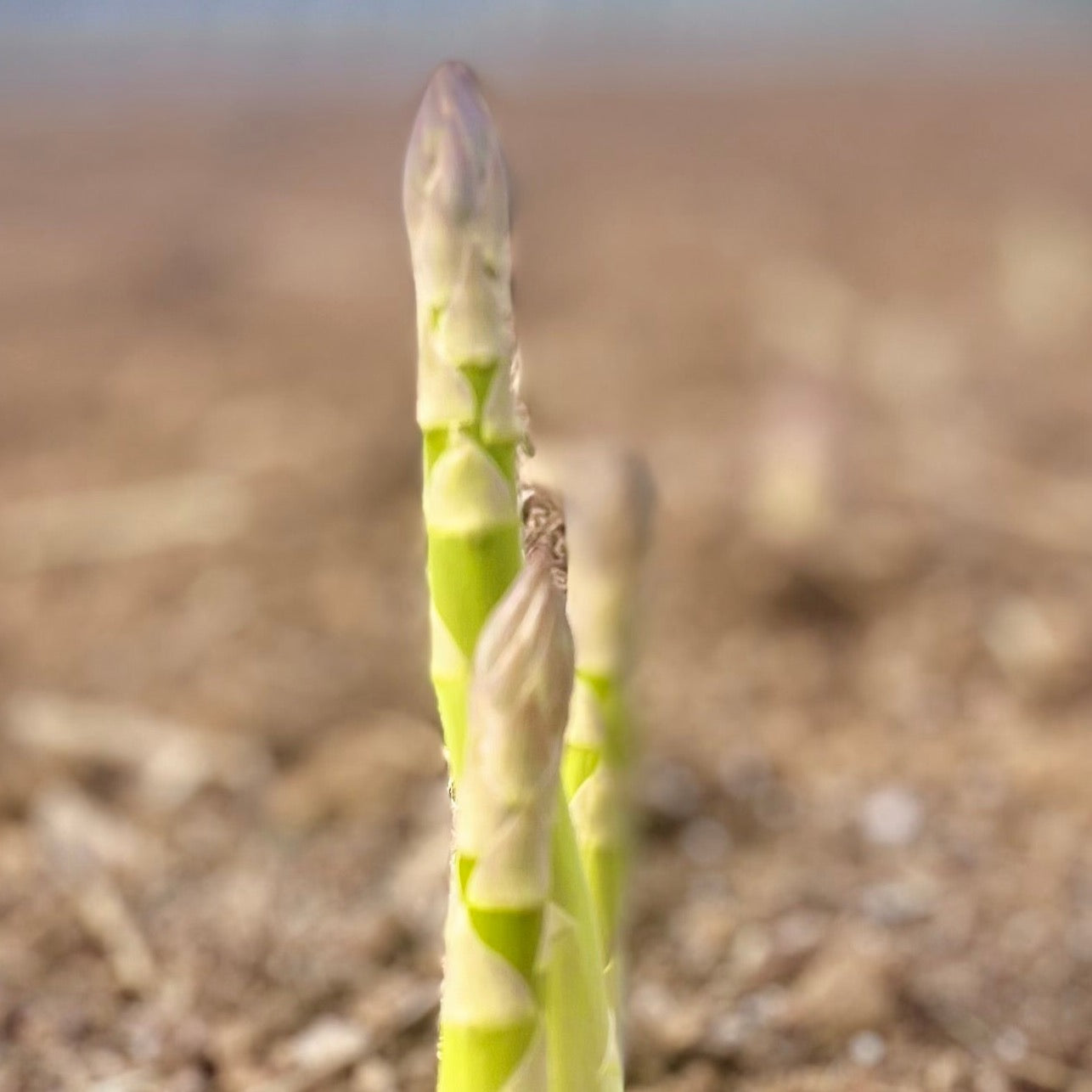 Green Asparagus  size L(incl shipping fee)