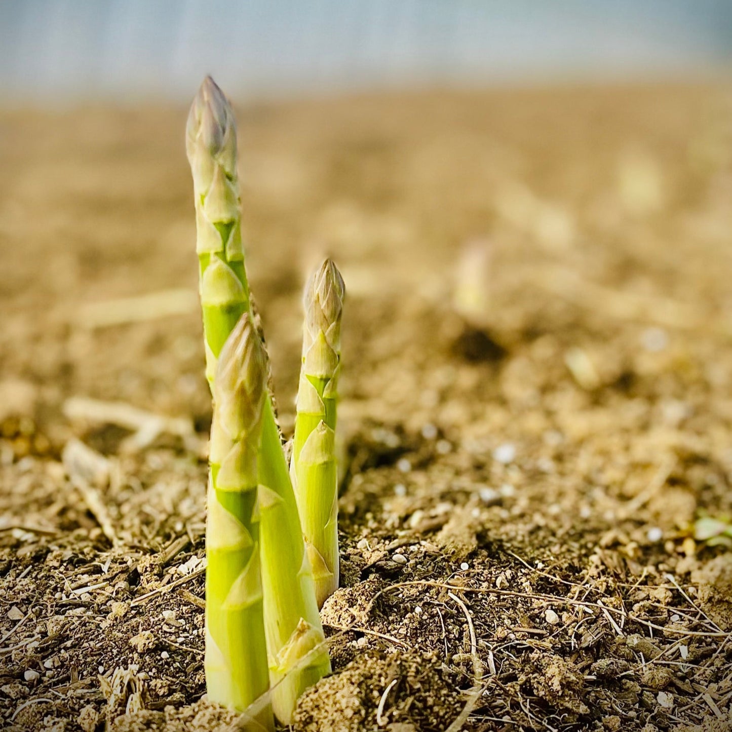 Green asparagus from farm Kasai