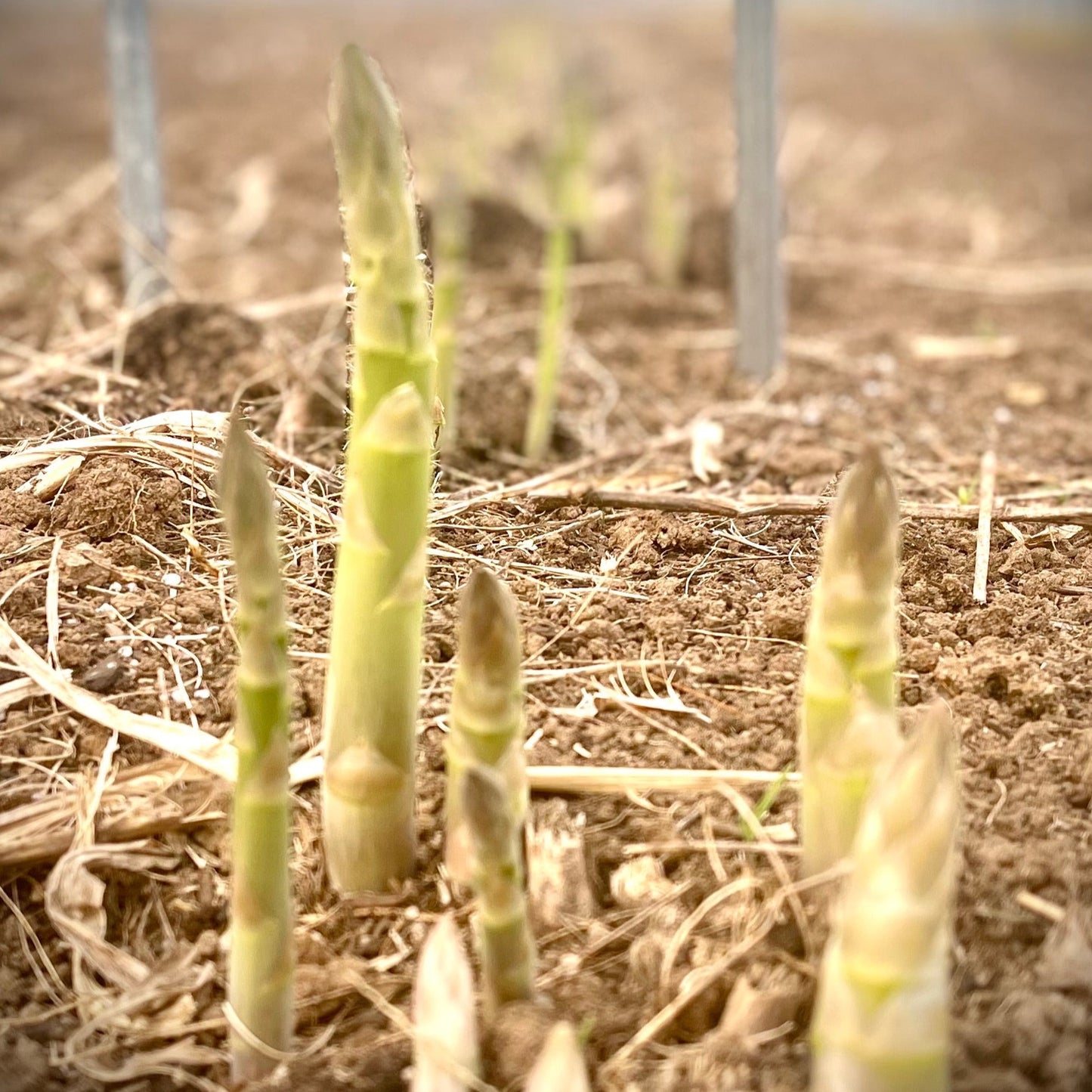 Green Asparagus  size L(incl shipping fee)