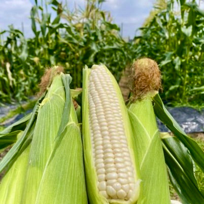 Welcoming Summer with White Corn