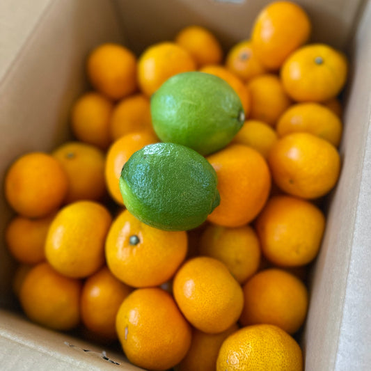 [Ships Nov 10] The Sweet Ehime Mikan Kids Love - From Yahho Farm