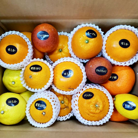 Seasonal citrus jewel box