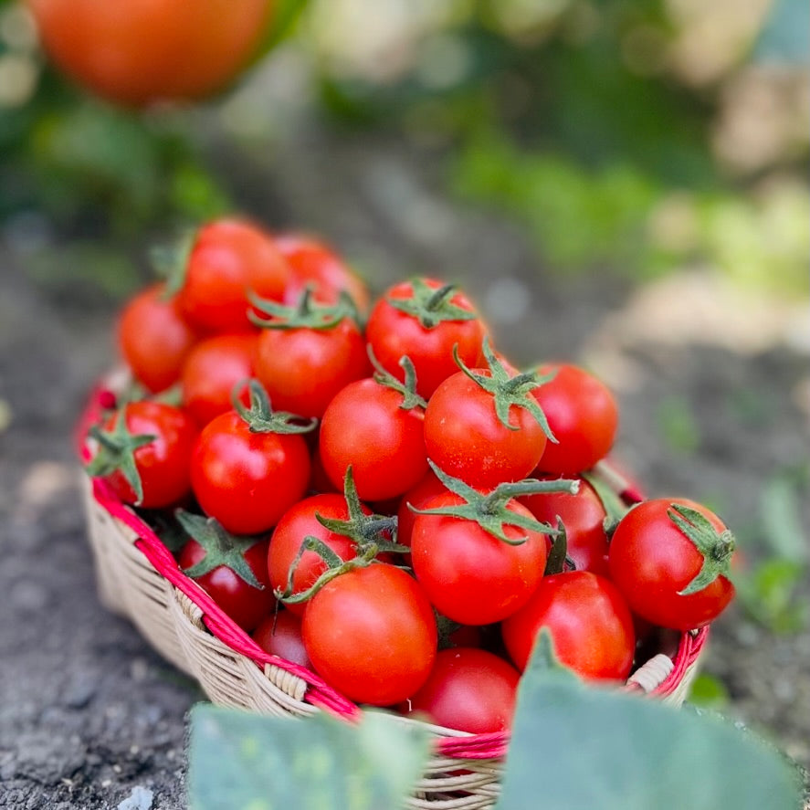 Certified organic mini-tomatoes are now available!