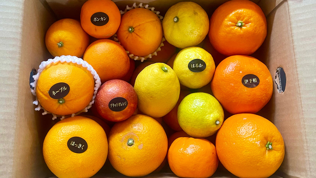 【NEW】Seasonal citrus jewel box