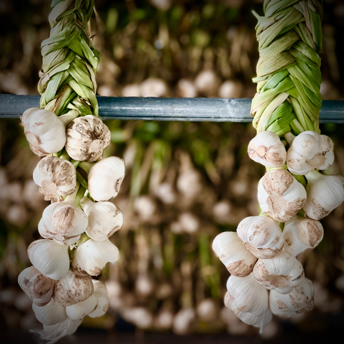 Organic Garlic braids 1kg