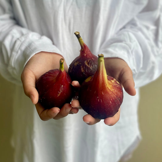 See you next year! The fig harvest is over.